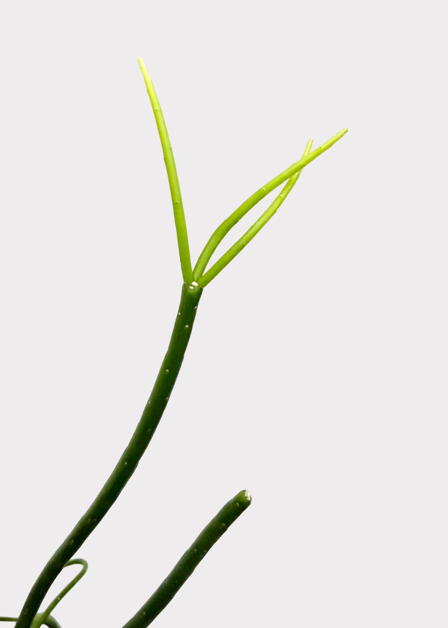 Rhipsalis – Floccosa