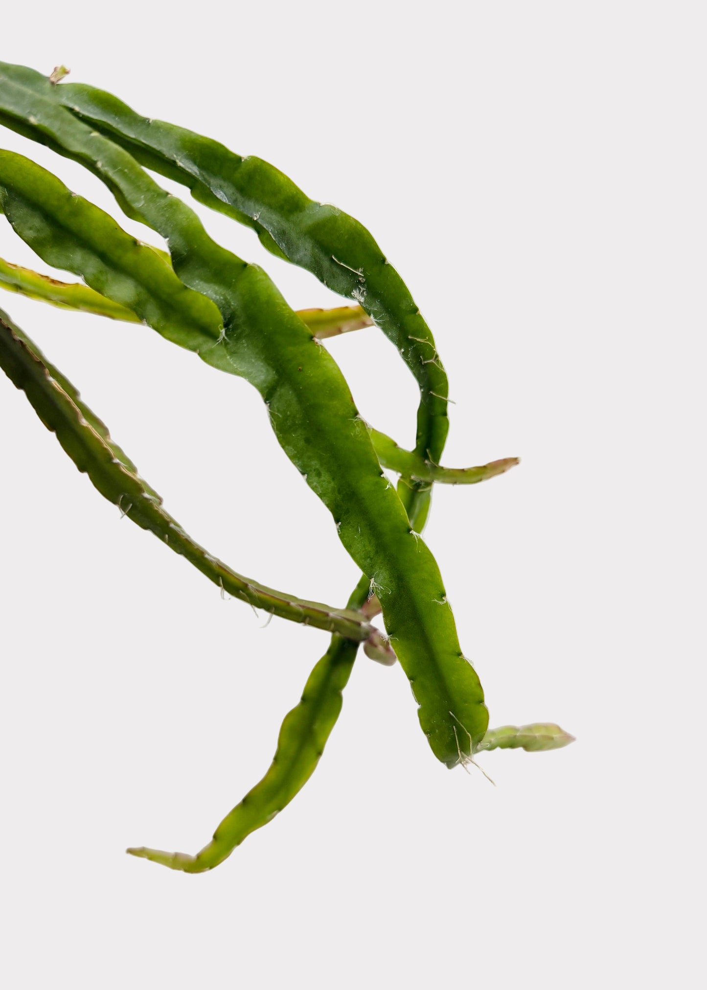 Rhipsalis – Hurricane