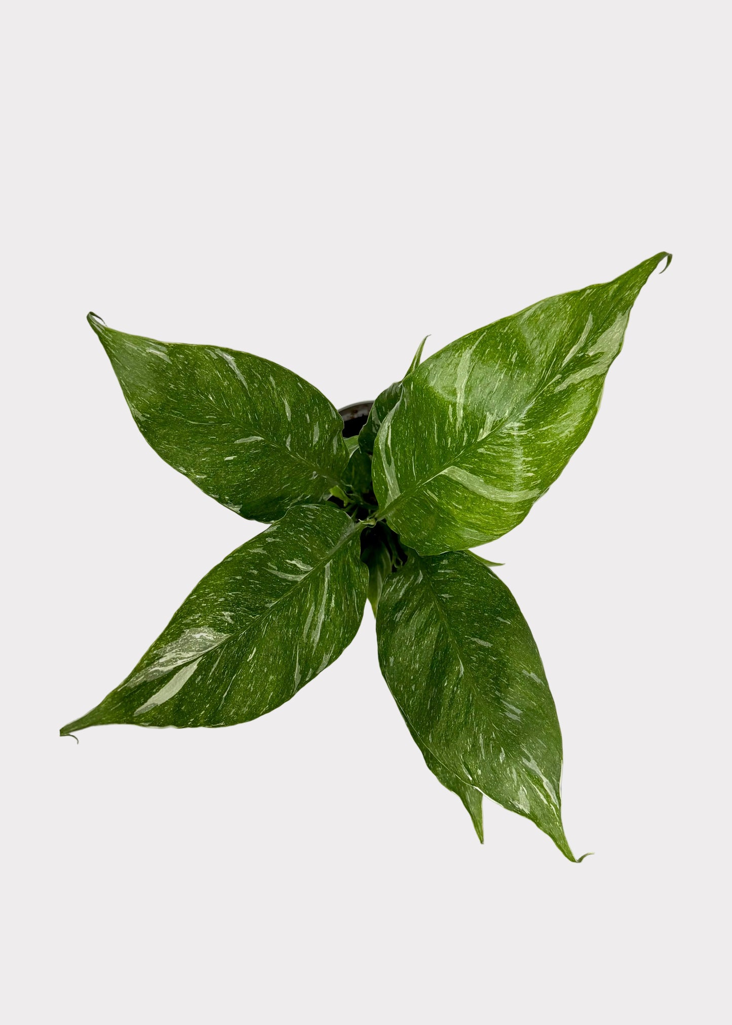 Spathiphyllum - Domino
