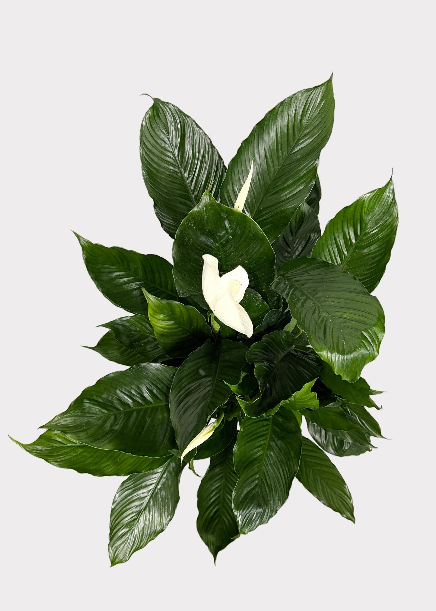 Spathiphyllum - Peace Lily