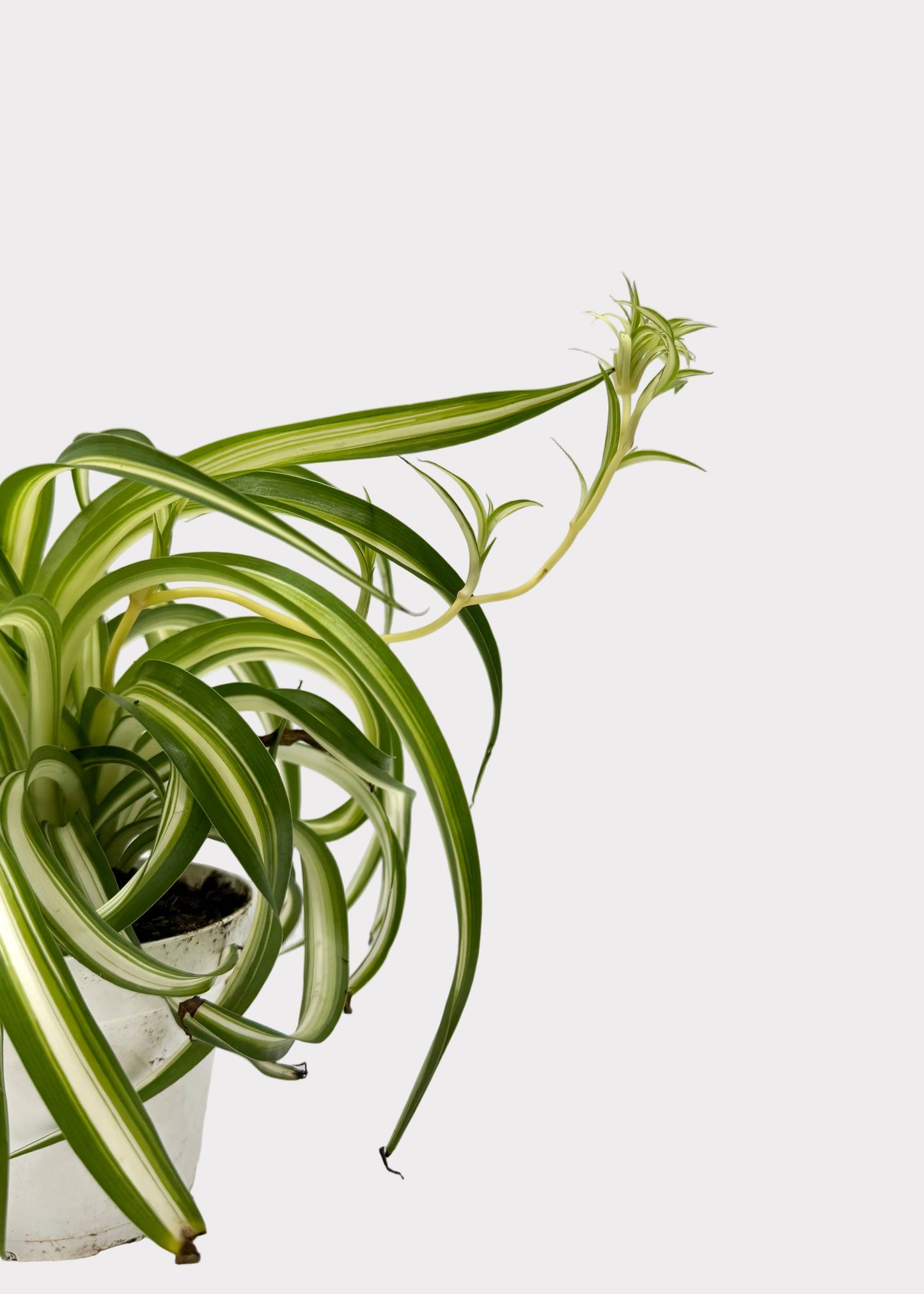 Chlorophytum Comosum - Bonnie