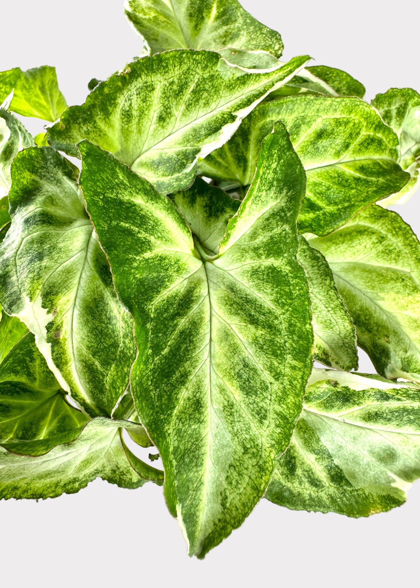 Syngonium Starlite