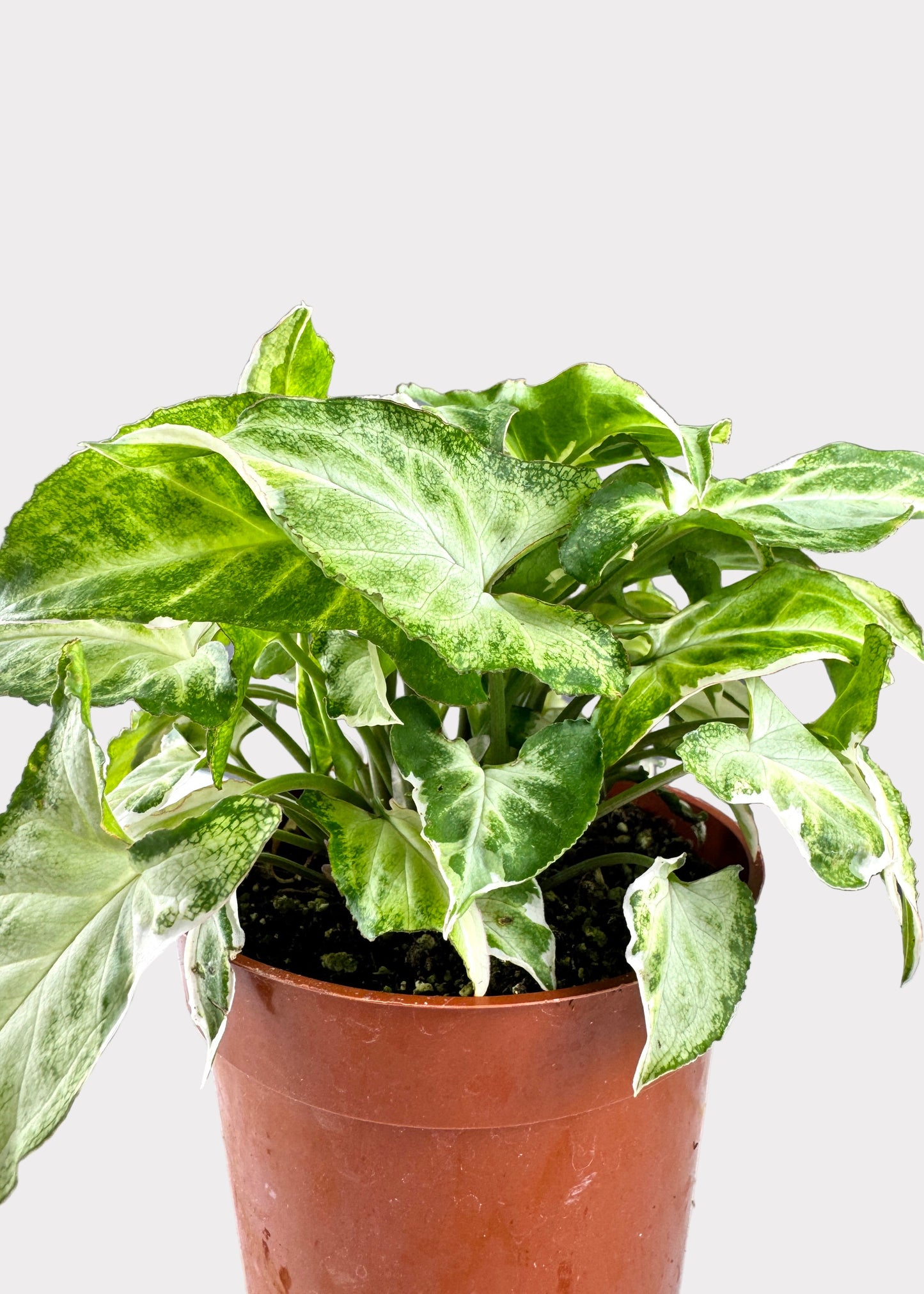 Syngonium Starlite