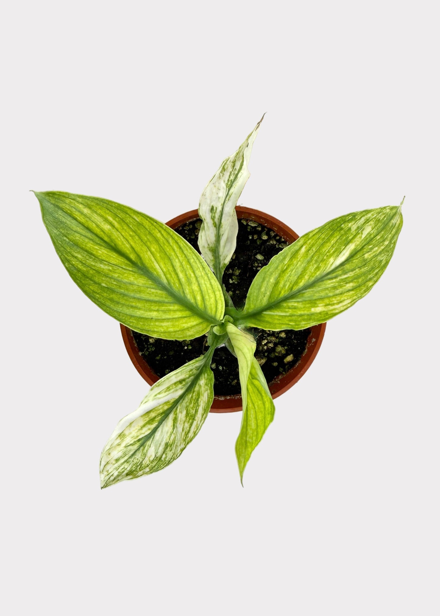 Spathiphyllum - Sensation 'Variegata’