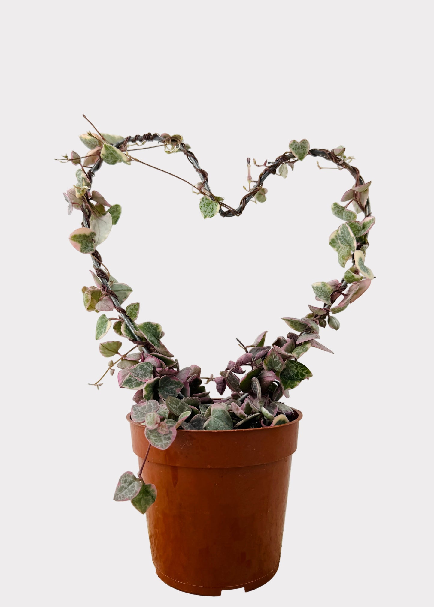 Ceropegia Woodii Variegata - String of Hearts