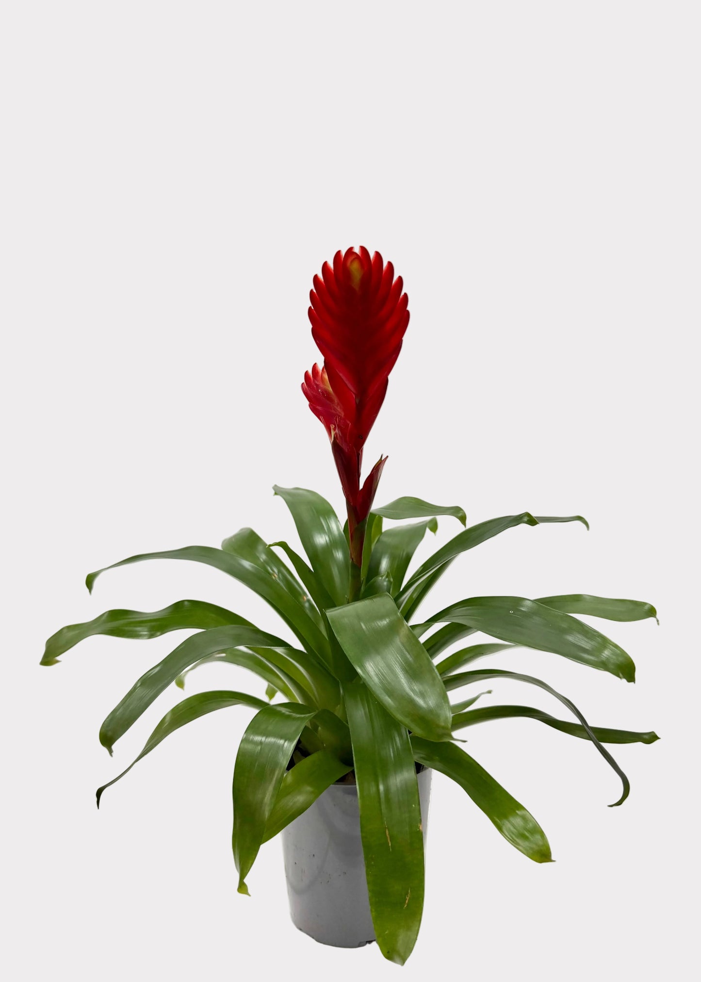 Bromeliad - Vriesea