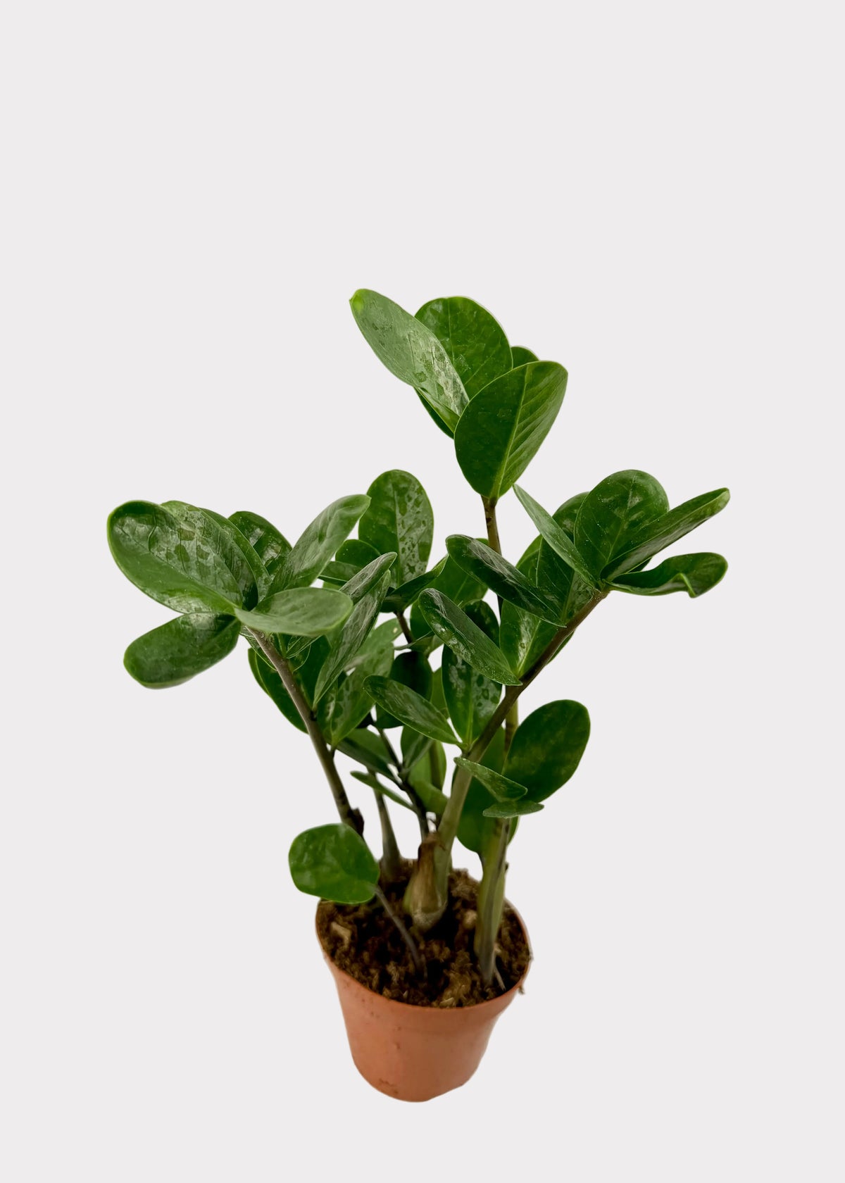 Zamioculcas Zamiifolia - Super Lucky