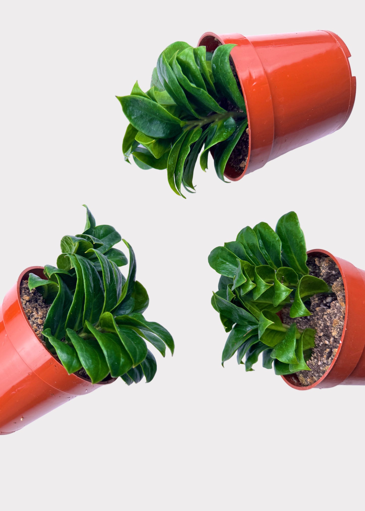 Zamioculcas zamiifolia - Zenzi