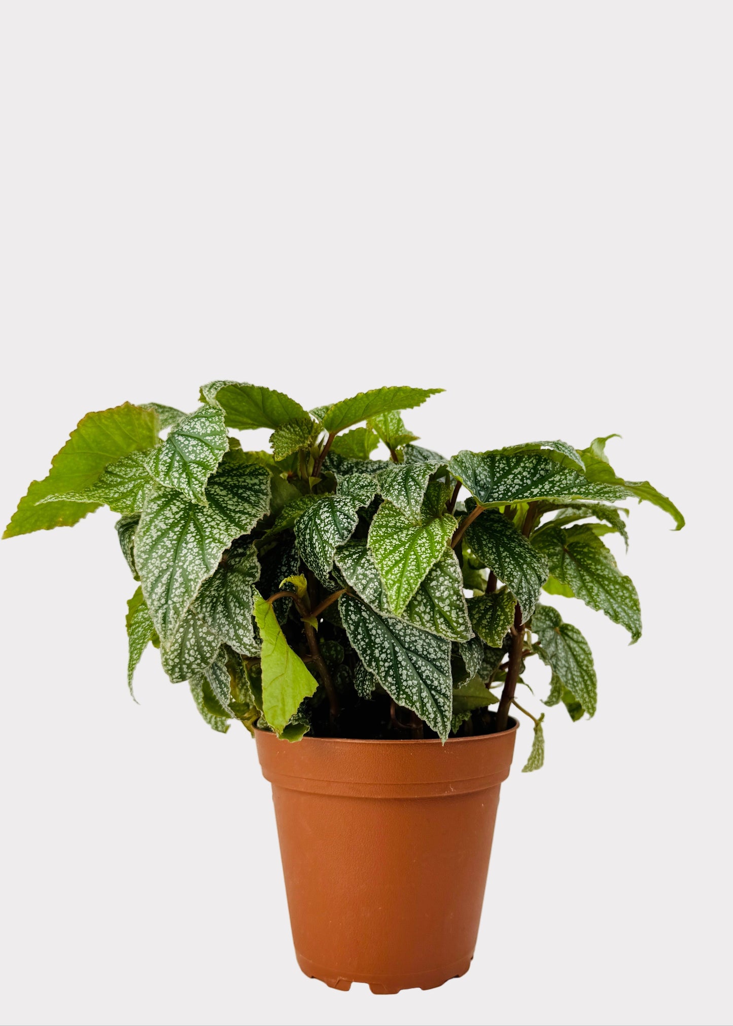 Begonia Snow Capped with silver-speckled green leaves in brown nursery pot – front view – Rainbow Rosemead