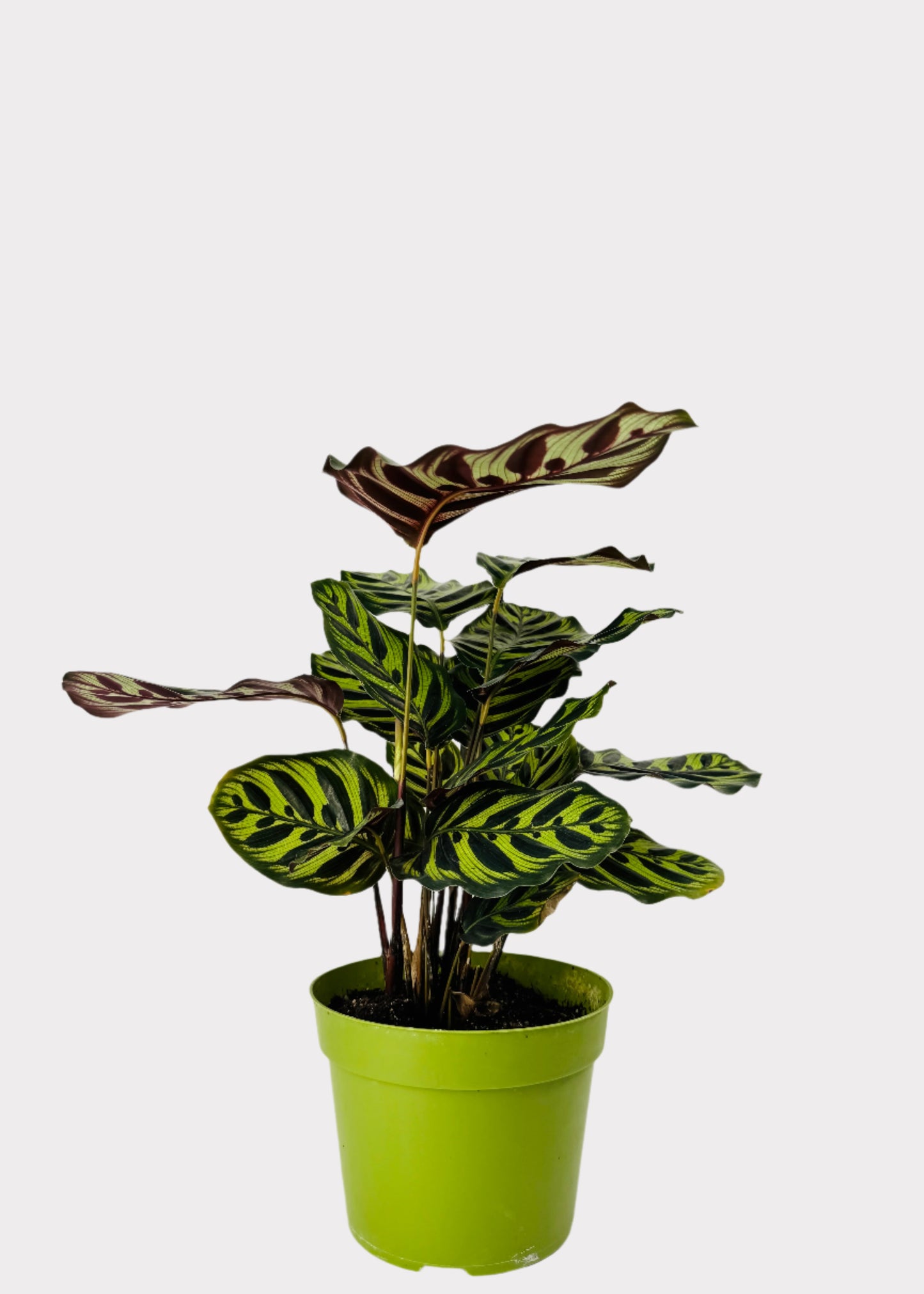 Calathea Peacock Plant with patterned green leaves in green nursery pot – front view – Rainbow Rosemead