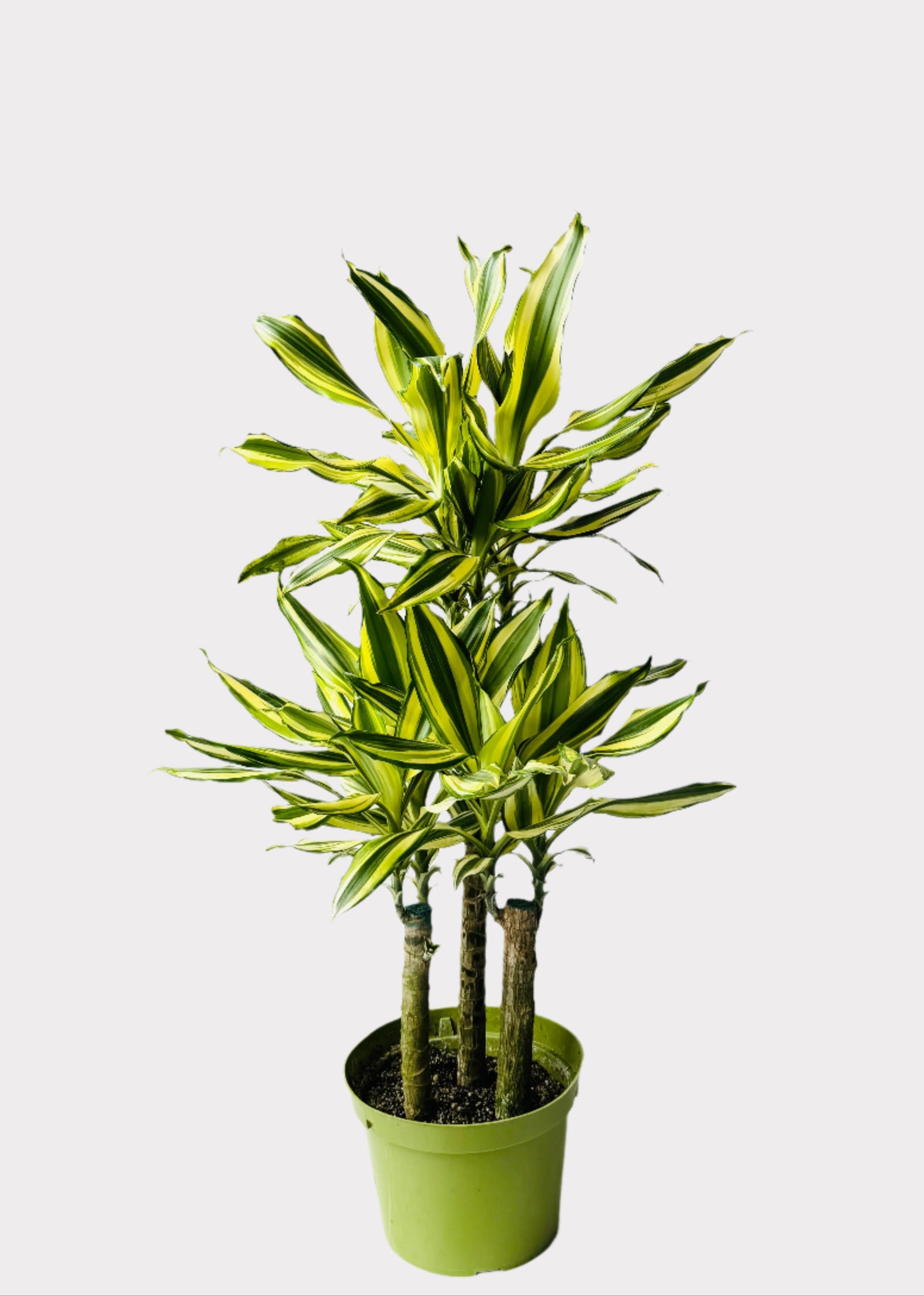 Dracaena Sol Cane with upright woody stems and bold striped green-yellow leaves in green pot – full view – Rainbow Rosemead