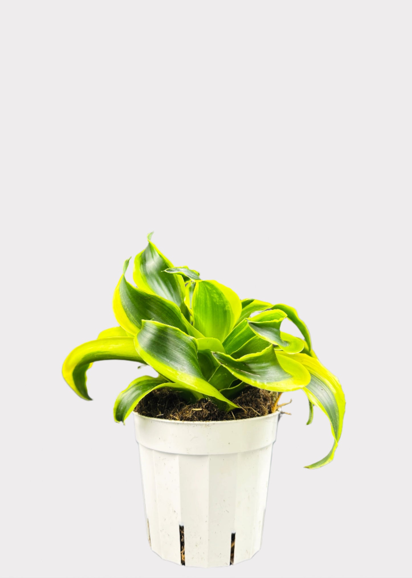 Dracaena Tornado with curled green and yellow leaves in a white pot – top view – Rainbow Rosemead