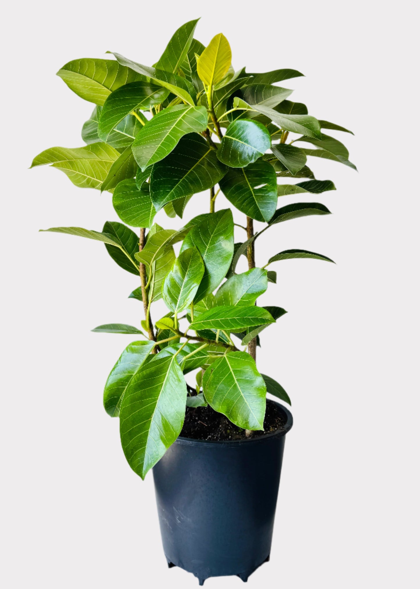 Ficus Altissima Council Tree in black pot – full plant view – Rainbow Rosemead