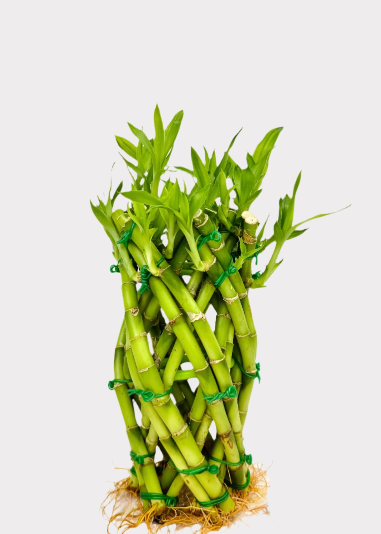 Lucky Bamboo Pineapple arrangement in green bands – full view – Rainbow Rosemead
