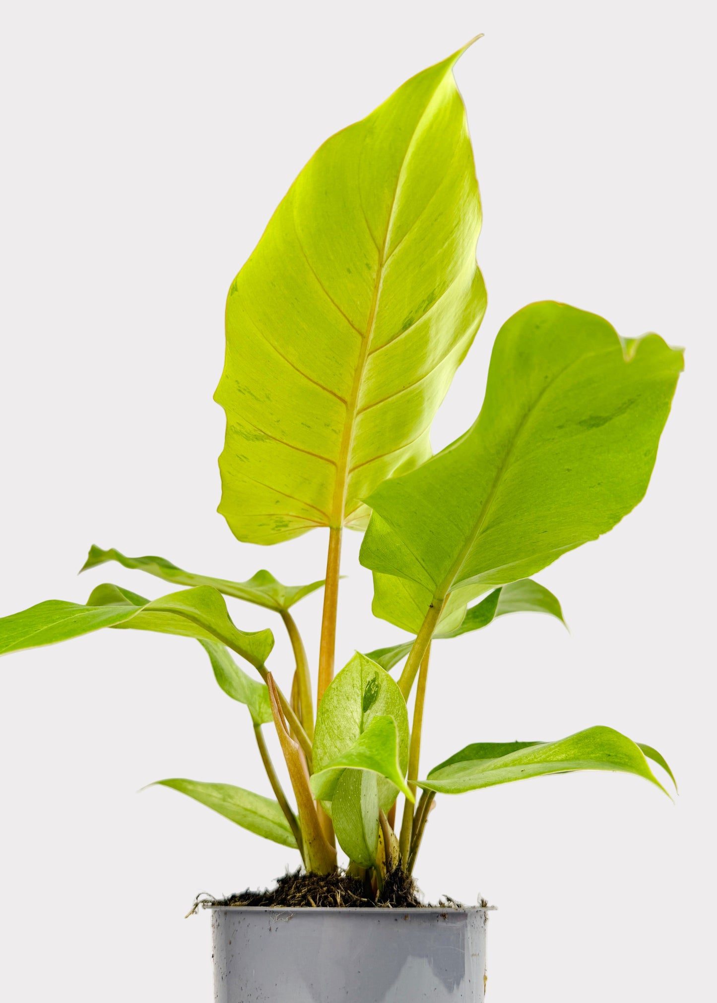 Philodendron – Snowdrift