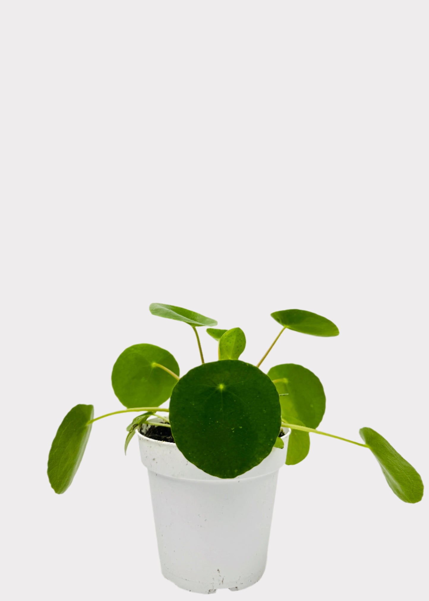 Pilea Peperomioides Chinese Money Plant with round green leaves in white pot - full view – Rainbow Rosemead