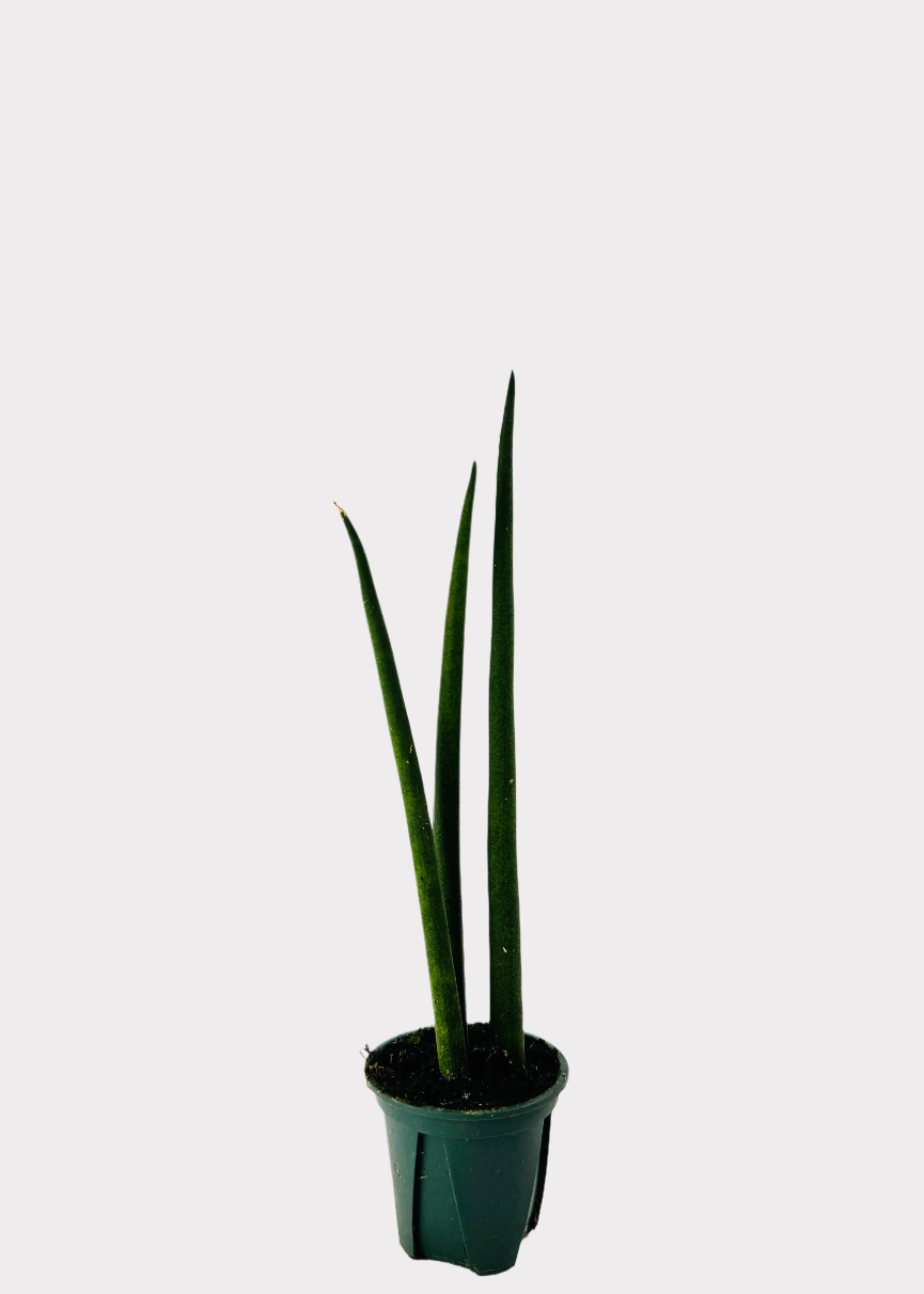 fernwood sansevieria Sansevieria