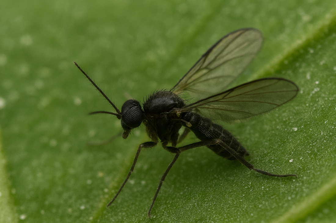 Fungus Gnats