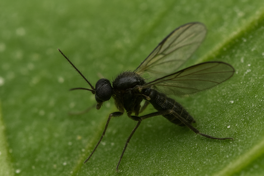 Fungus Gnats