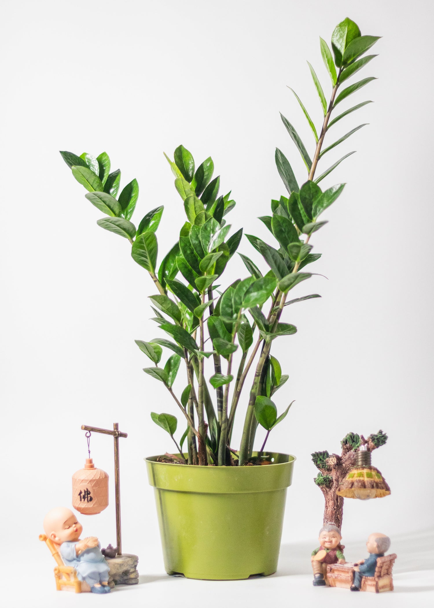 All Indoor Plants