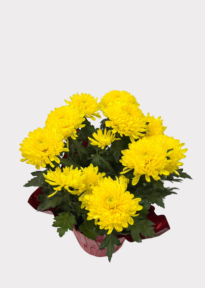China Mum