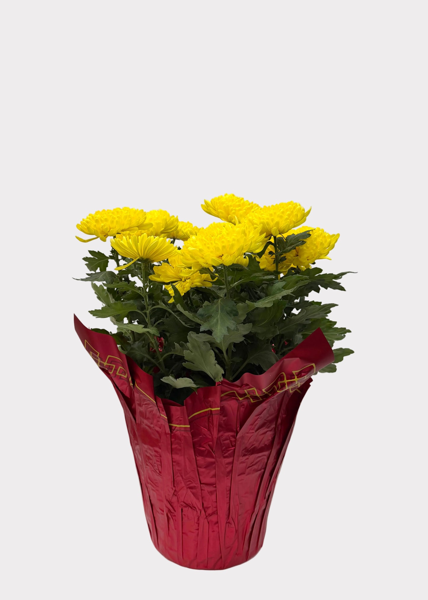 China Mum