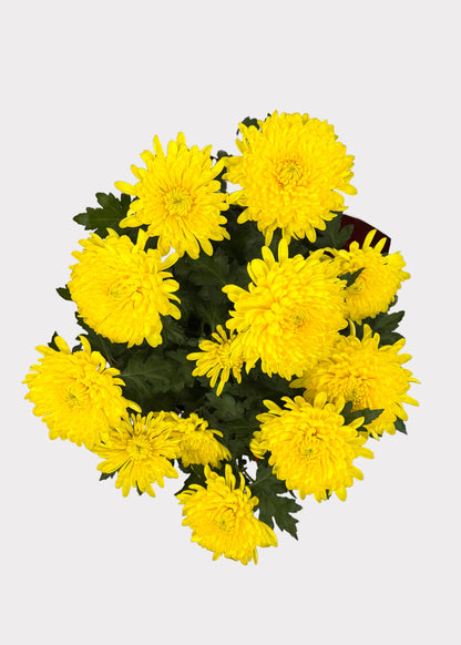 China Mum