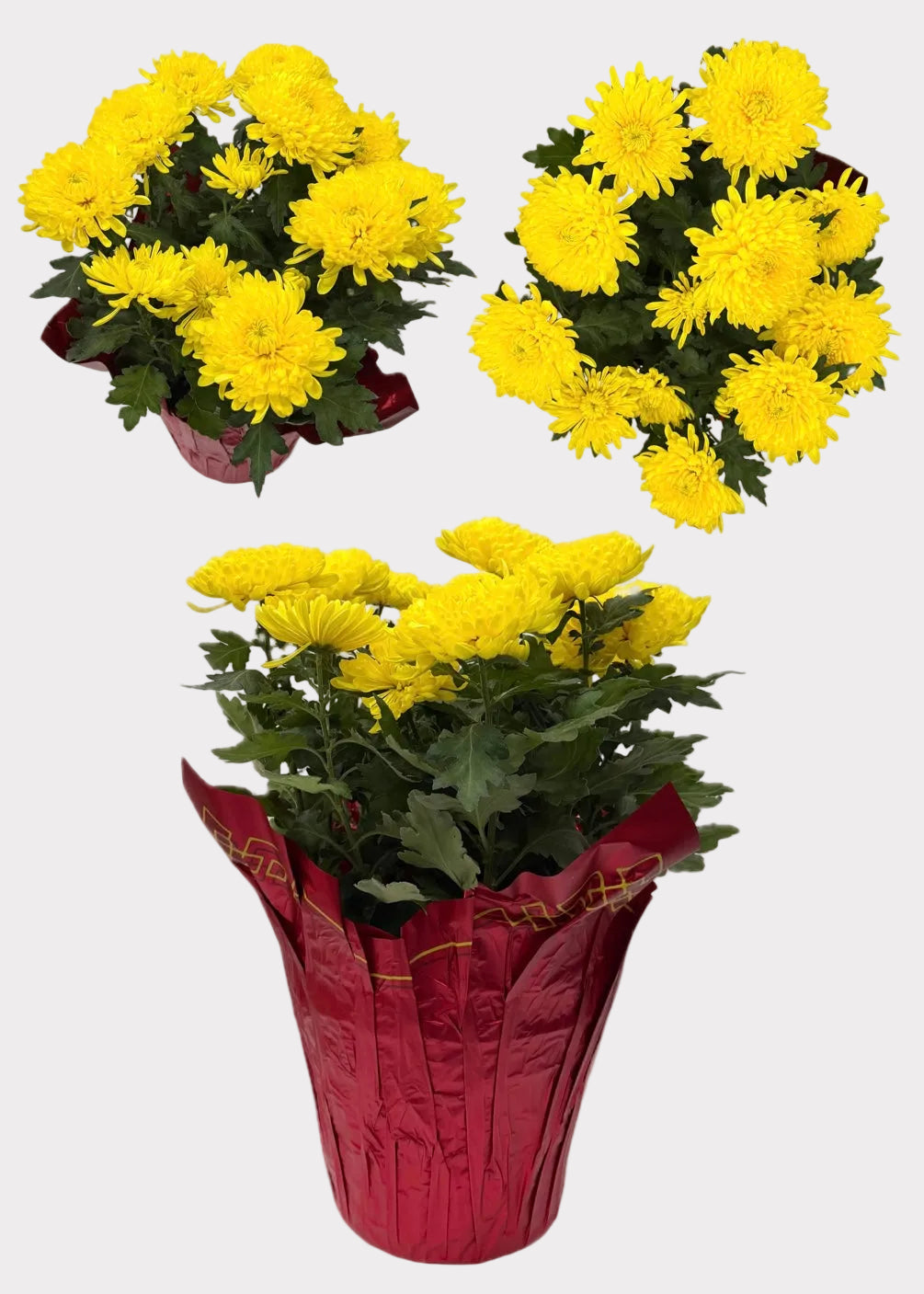 China Mum