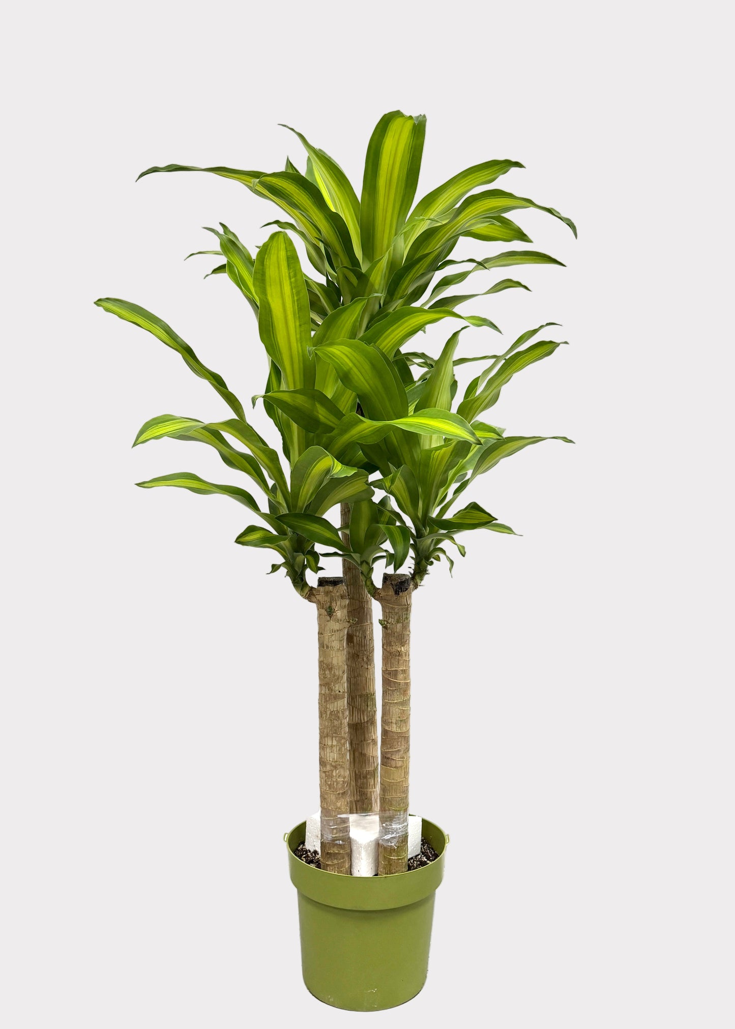 Dracaena – Massangeana Cane