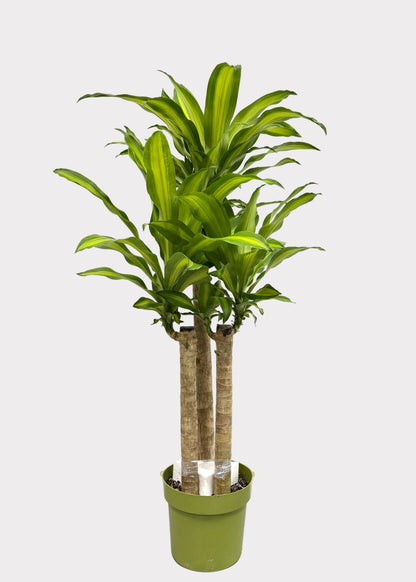 Dracaena – Massangeana Cane