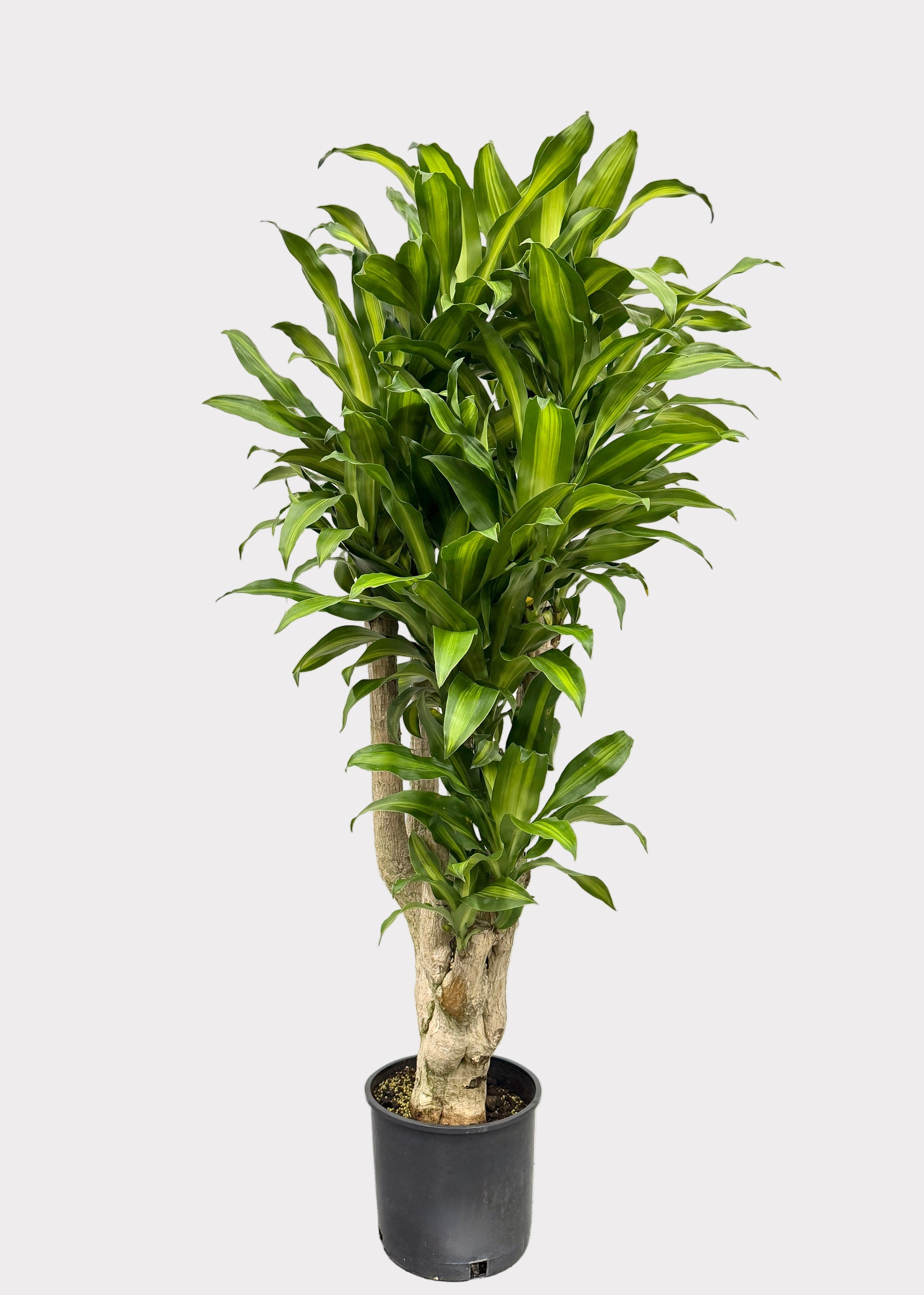 dracaena mass branch Dracaena – Massangeana Cane