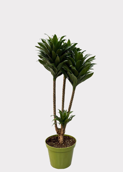 Dracaena Compacta – Multi-Growth