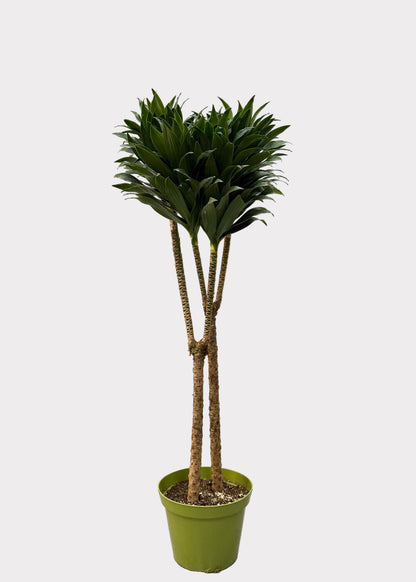 Dracaena Compacta – Multi-Growth