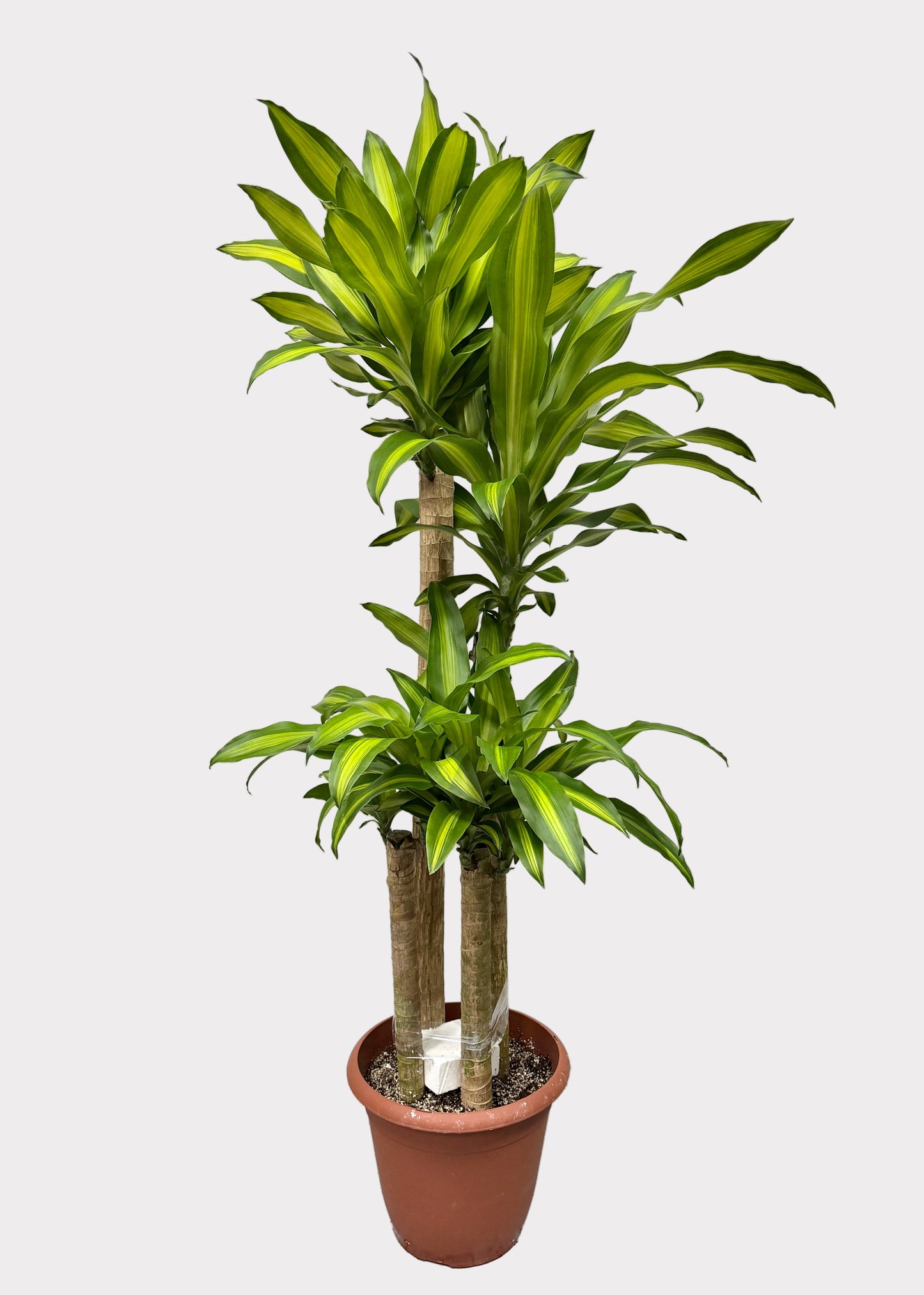 Dracaena – Massangeana Cane