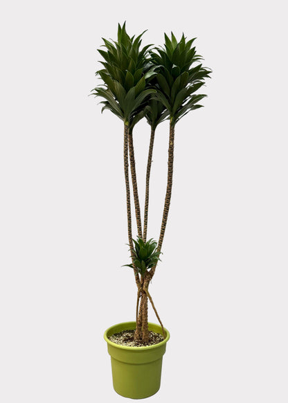 Dracaena Compacta – Multi-Growth