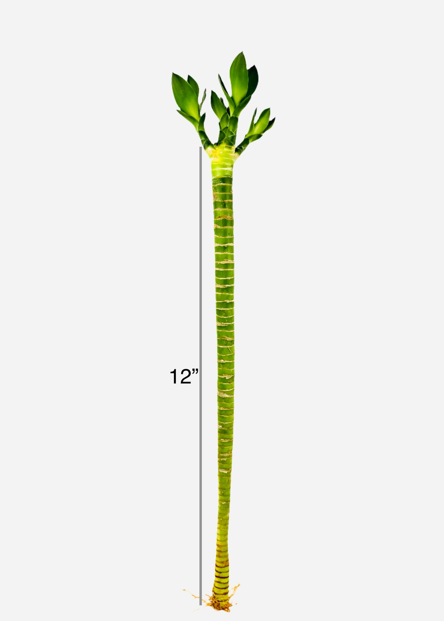 Lucky Bamboo - Single Straight Multi-Growth