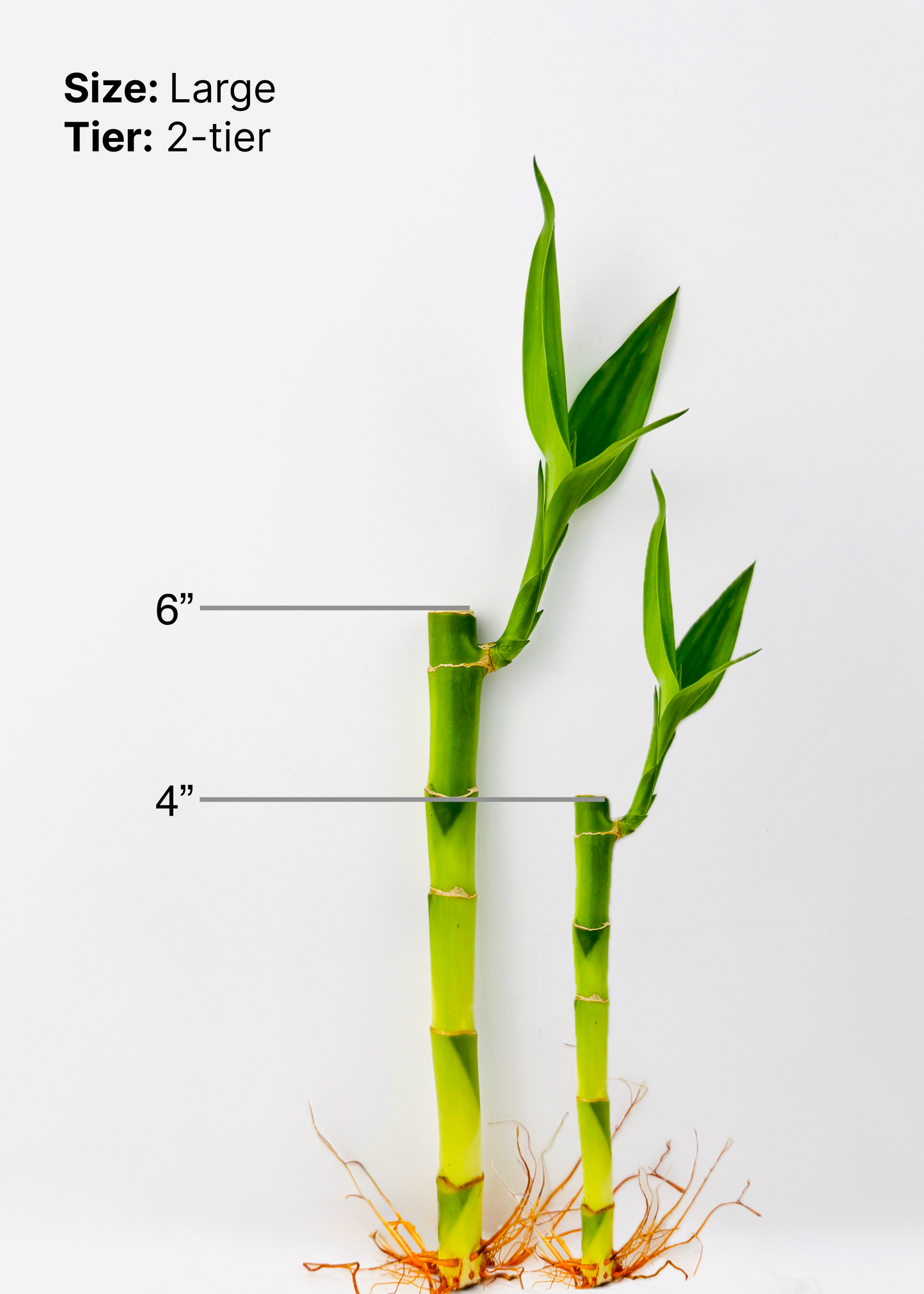 Lucky Bamboo - Tiered Circular