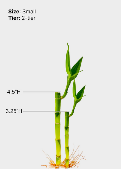 Lucky Bamboo - Tiered Circular