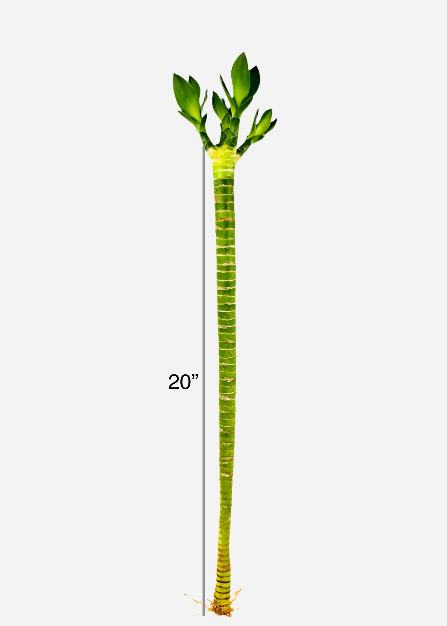 Lucky Bamboo - Single Straight Multi-Growth
