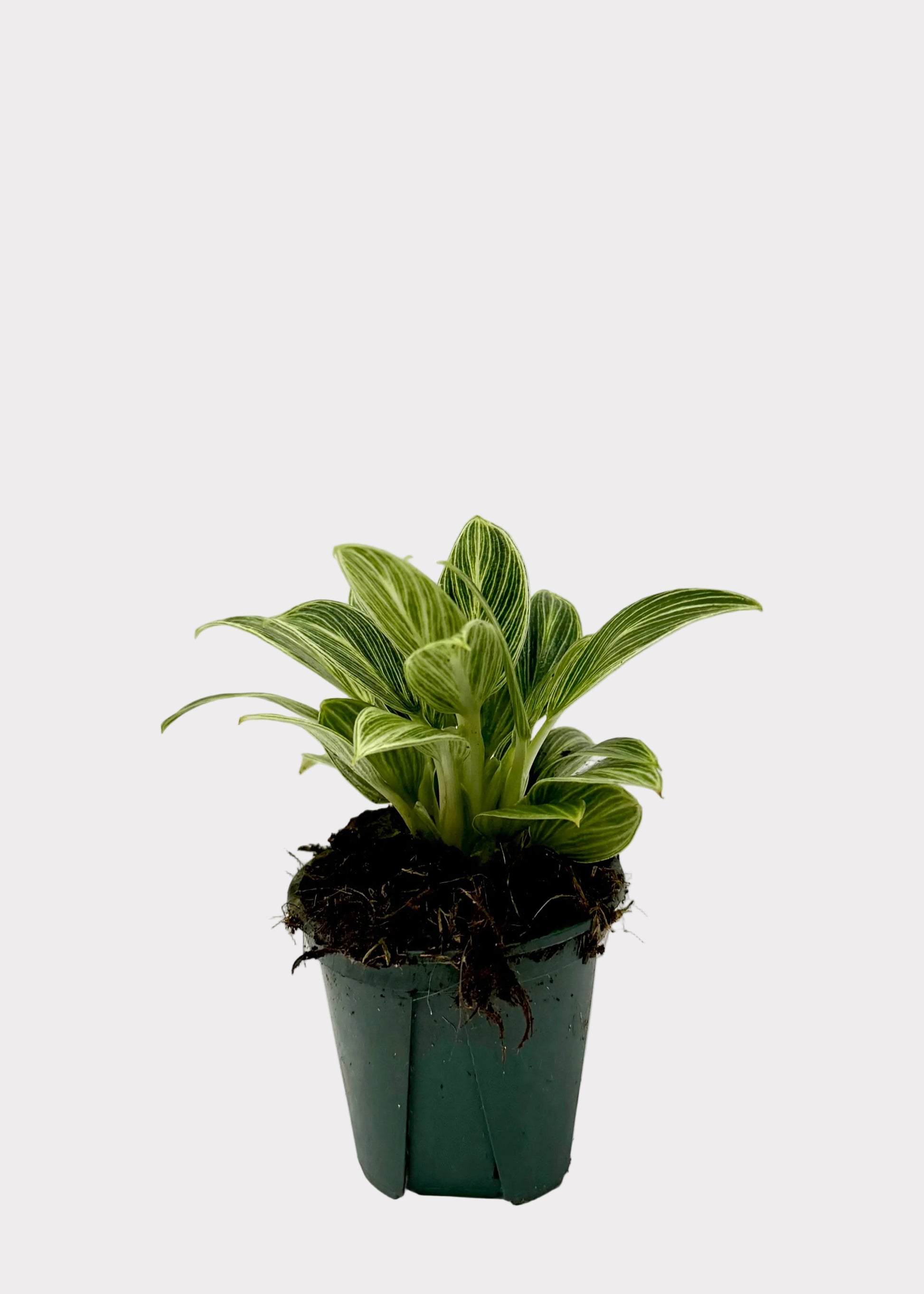 Potted plant on a textured white surface