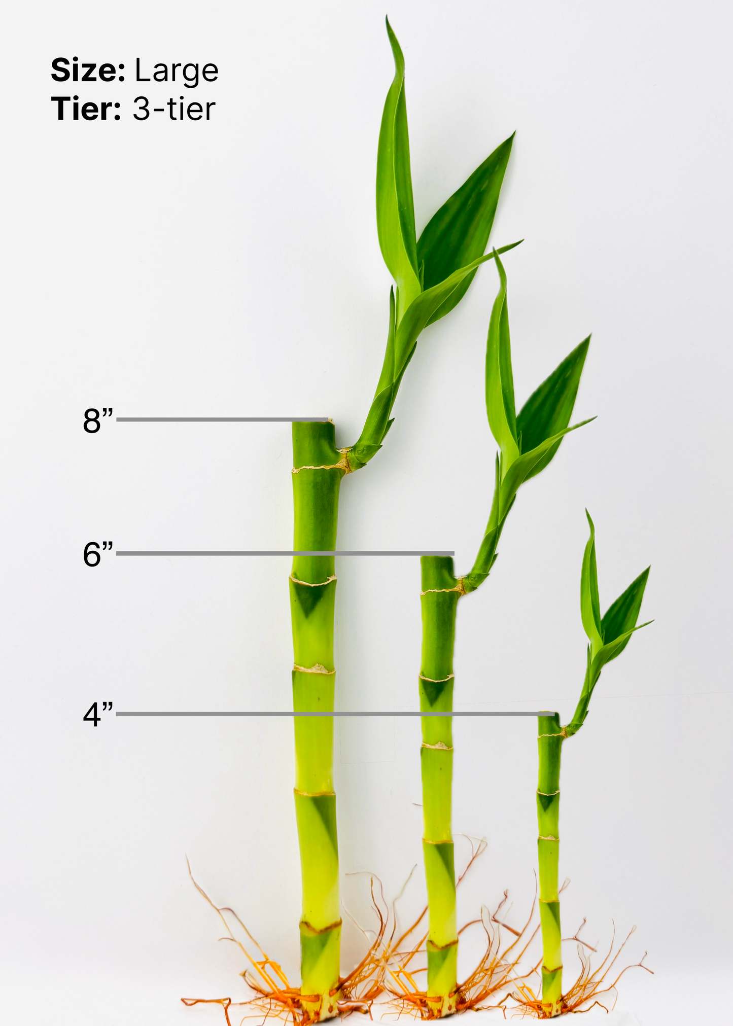 Lucky Bamboo - Tiered Circular