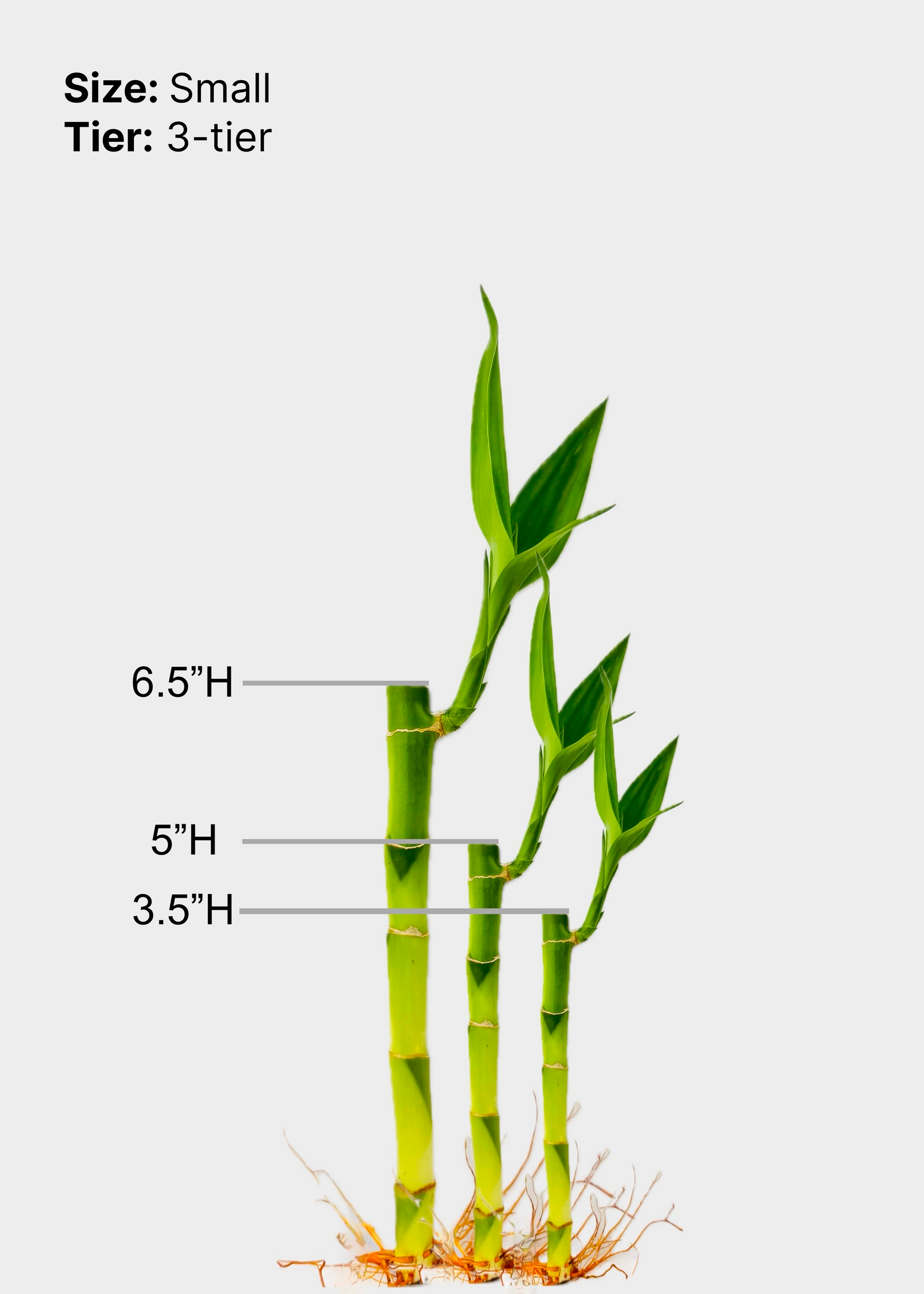 small indoor bamboo plant Lucky Bamboo