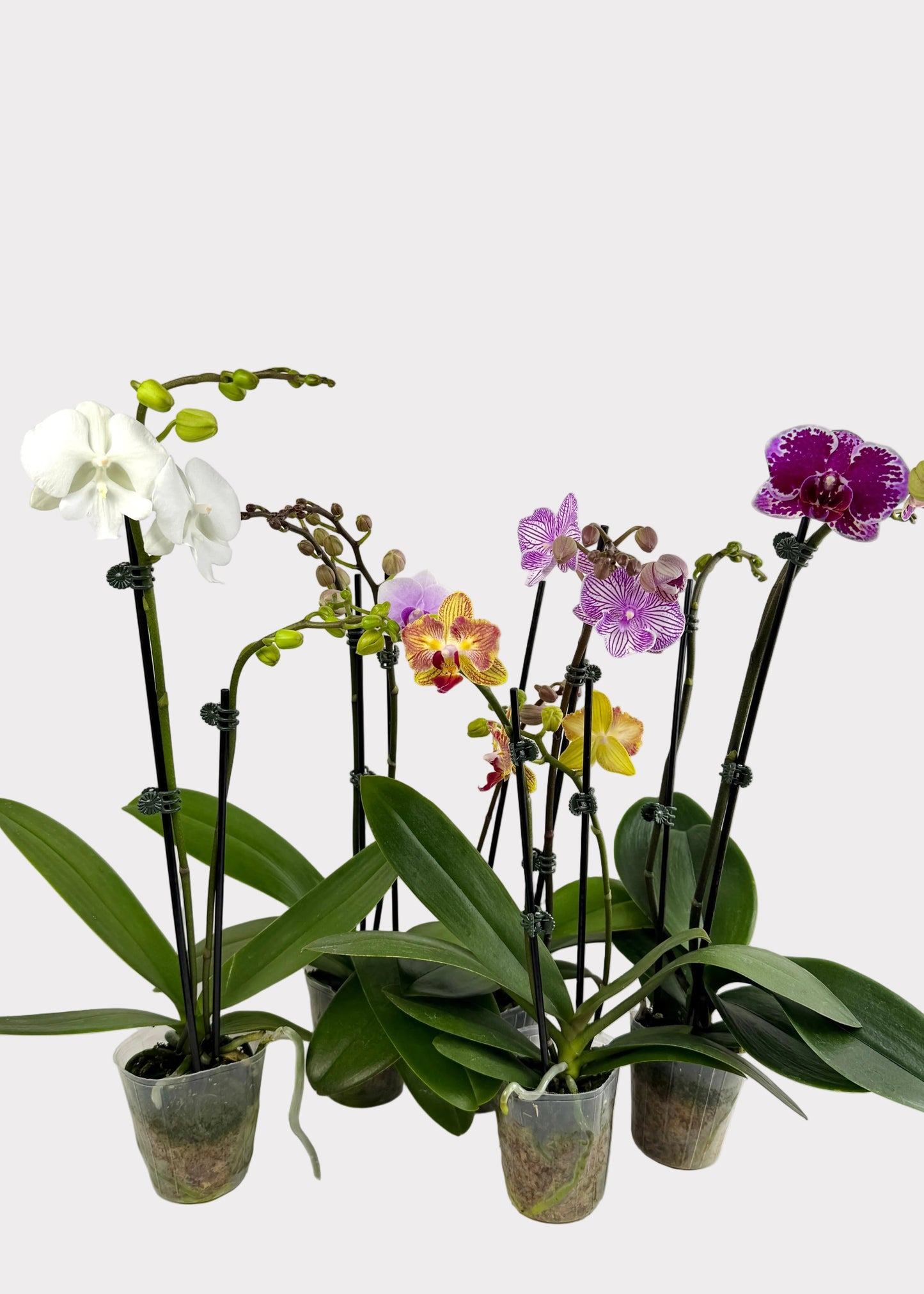 Phalaenopsis Orchids