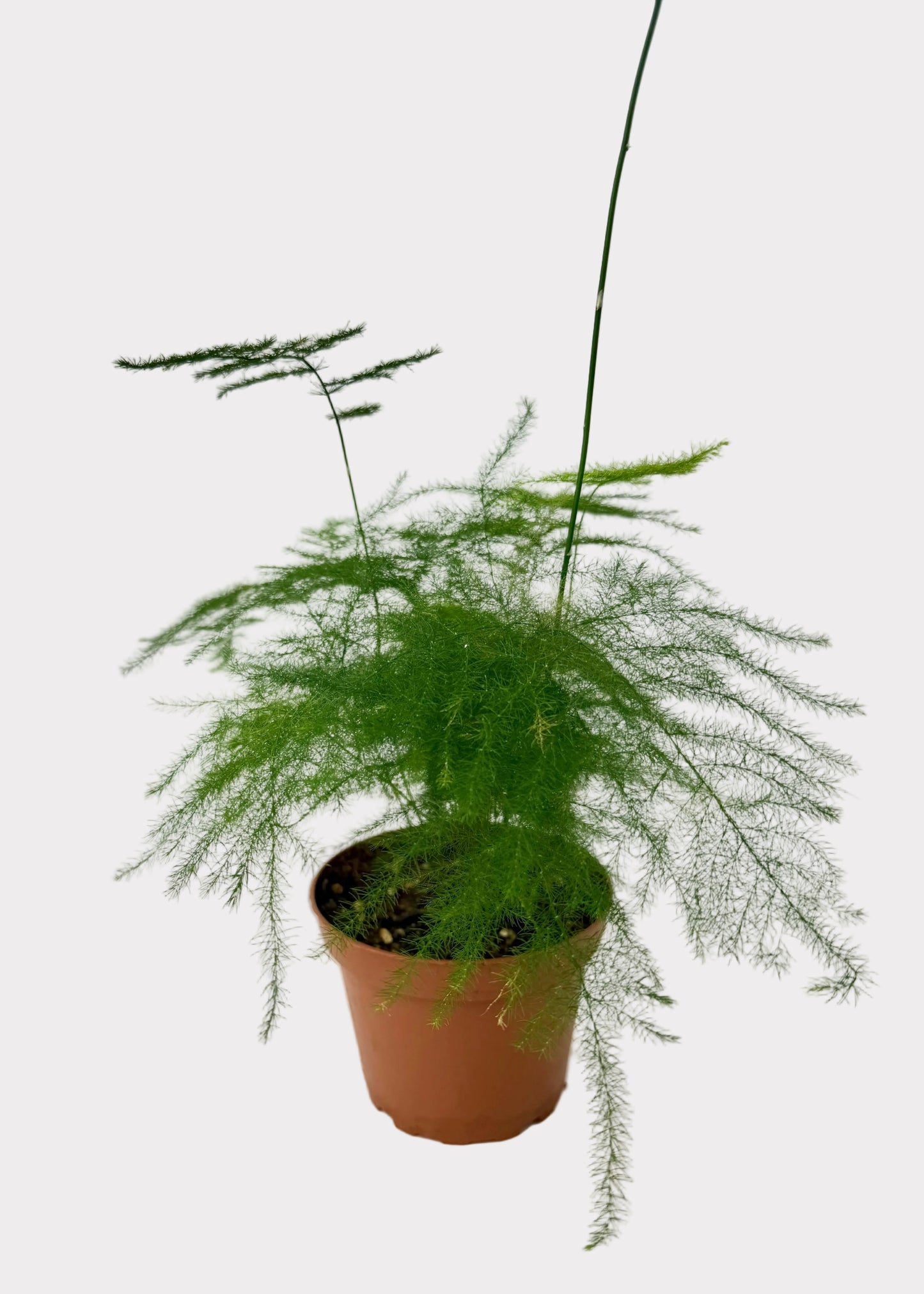 Asparagus Fern
