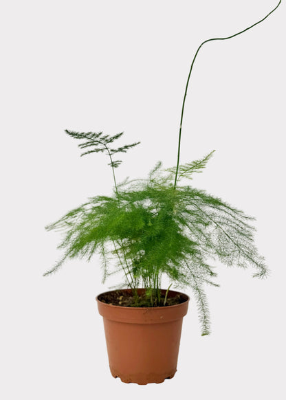 Asparagus Fern
