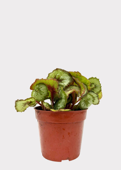 Begonia - Escargot