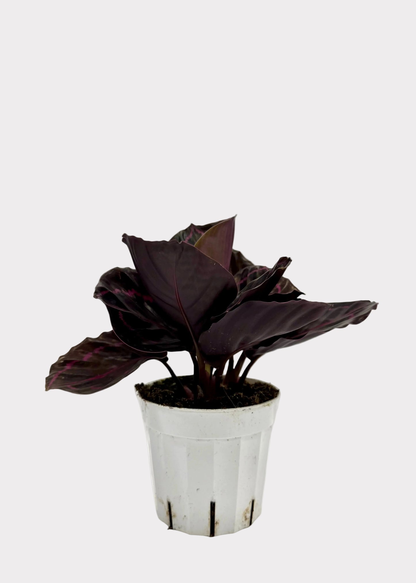 Calathea - Dottie