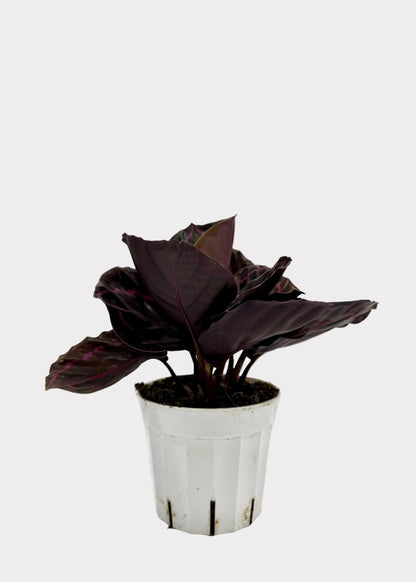 Calathea - Dottie