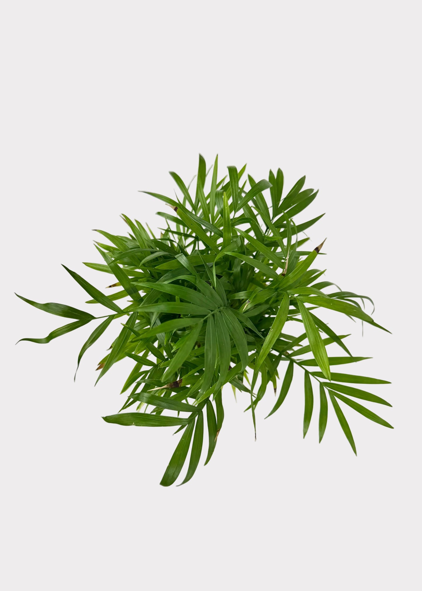 Chamaedorea Elegans
