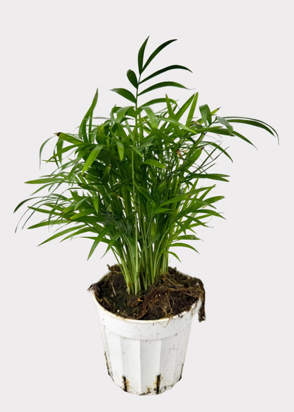 Chamaedorea Elegans